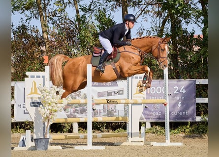 Westfaliano, Castrone, 6 Anni, 174 cm, Sauro scuro