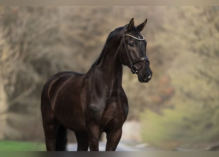 Westfaliano, Castrone, 6 Anni, 182 cm, Morello