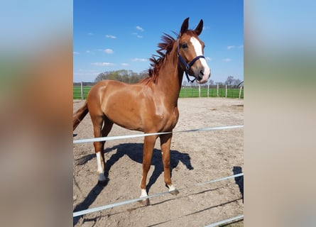 Westfaliano, Castrone, 6 Anni, 183 cm, Sauro