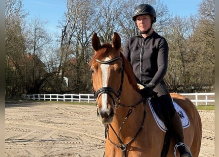 Westfaliano, Castrone, 6 Anni, Sauro