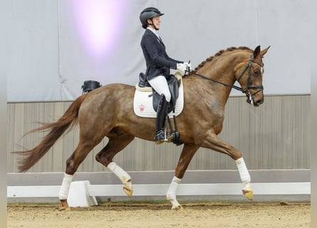 Westfaliano, Castrone, 6 Anni, Sauro scuro