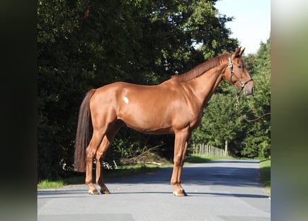 Westfaliano, Castrone, 7 Anni, 167 cm, Sauro