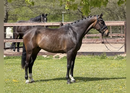 Westfaliano, Castrone, 7 Anni, 169 cm, Baio scuro