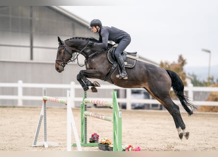 Westfaliano, Castrone, 7 Anni, 170 cm