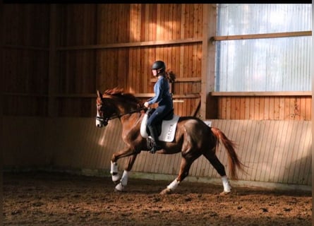 Westfaliano, Castrone, 7 Anni, 170 cm, Sauro scuro