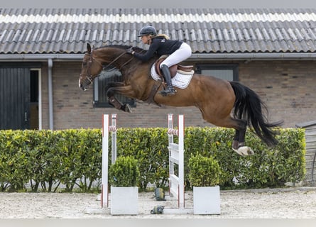 Westfaliano, Castrone, 7 Anni, 172 cm, Baio