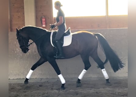 Westfaliano, Castrone, 7 Anni, 172 cm, Baio scuro