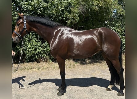 Westfaliano, Castrone, 7 Anni, 173 cm, Baio