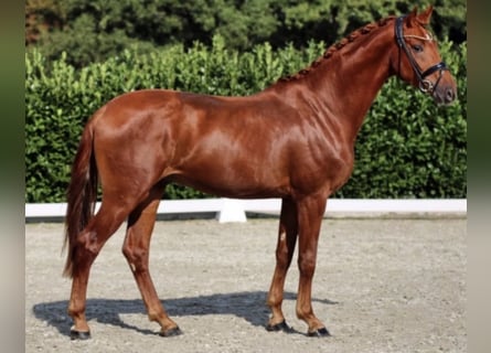 Westfaliano, Castrone, 7 Anni, 173 cm, Sauro