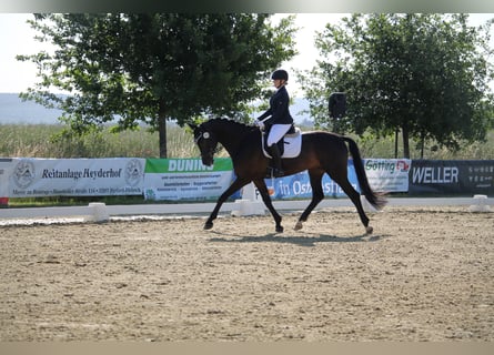 Westfaliano, Castrone, 7 Anni, 175 cm, Baio scuro