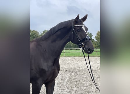 Westfaliano, Castrone, 7 Anni, 175 cm, Sauro scuro