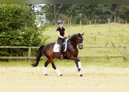 Westfaliano, Castrone, 7 Anni, Baio nero