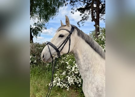 Westfaliano, Castrone, 8 Anni, 165 cm, Grigio