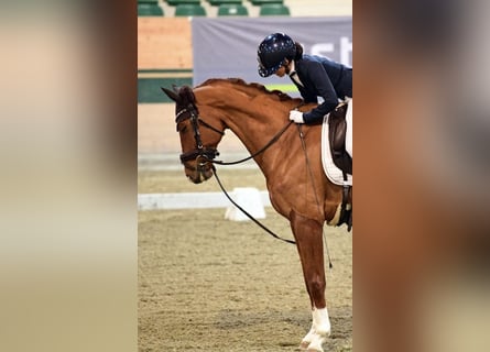 Westfaliano, Castrone, 9 Anni, 163 cm, Sauro