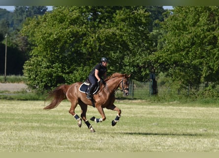 Westfaliano, Castrone, 9 Anni, 174 cm, Sauro