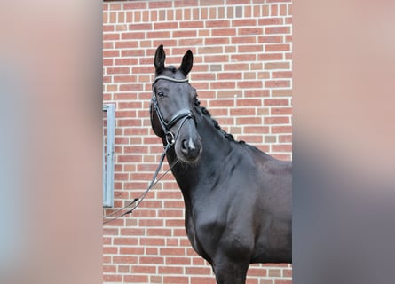 Westfaliano, Castrone, 9 Anni, 185 cm, Baio nero