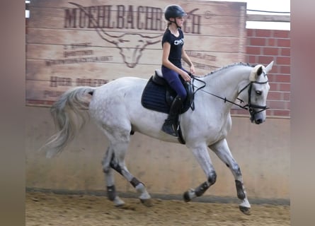 Westfaliano, Castrone, 9 Anni, 188 cm