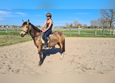 Westfaliano, Giumenta, 10 Anni, 145 cm, Falbo