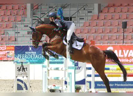 Westfaliano, Giumenta, 10 Anni, 169 cm, Baio