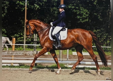 Westfaliano, Giumenta, 10 Anni, 173 cm, Sauro