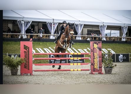 Westfaliano, Giumenta, 10 Anni, 177 cm, Baio