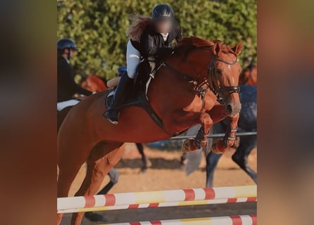 Westfaliano, Giumenta, 11 Anni, 160 cm, Sauro