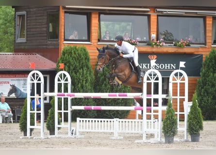 Westfaliano, Giumenta, 11 Anni, 167 cm, Baio