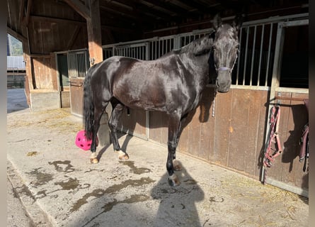 Westfaliano, Giumenta, 11 Anni, 170 cm, Morello