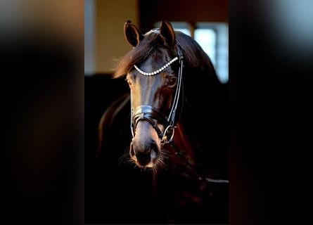 Westfaliano, Giumenta, 11 Anni, 172 cm, Baio nero