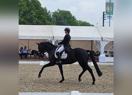 Westfaliano, Giumenta, 13 Anni, 170 cm