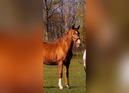 Westfaliano, Giumenta, 13 Anni, 172 cm, Sauro