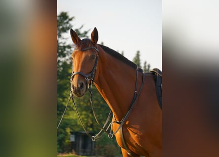 Westfaliano, Giumenta, 14 Anni, 159 cm, Baio