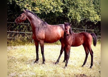 Westfaliano, Giumenta, 14 Anni, 163 cm, Baio scuro