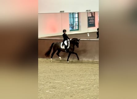 Westfaliano, Giumenta, 15 Anni, 162 cm, Sauro scuro