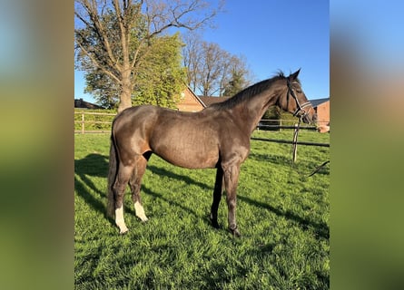 Westfaliano, Giumenta, 16 Anni, 166 cm, Baio nero