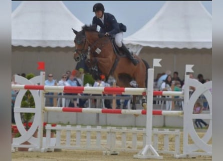 Westfaliano, Giumenta, 19 Anni, 168 cm, Baio