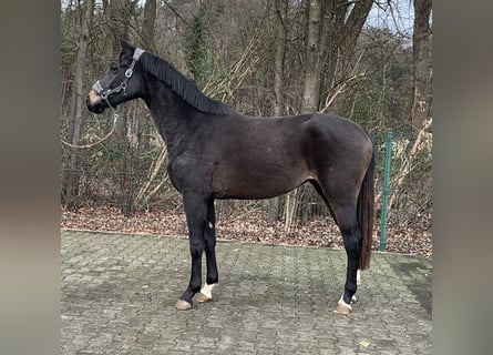 Westfaliano, Giumenta, 2 Anni, 168 cm, Baio scuro