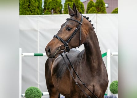 Westfaliano, Giumenta, 2 Anni, Baio