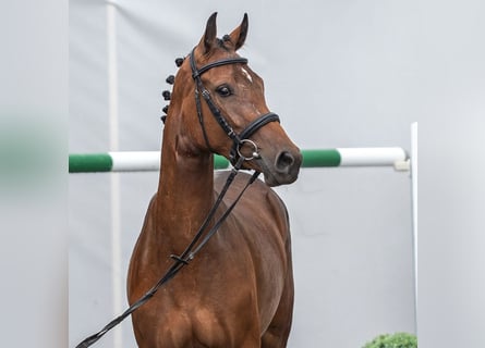 Westfaliano, Giumenta, 2 Anni, Baio
