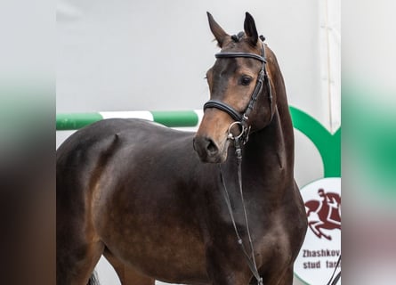 Westfaliano, Giumenta, 2 Anni, Baio