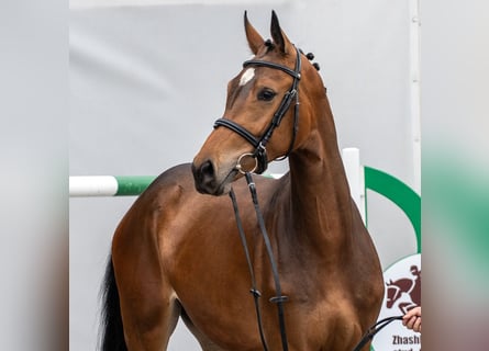 Westfaliano, Giumenta, 2 Anni, Baio