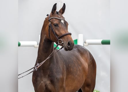 Westfaliano, Giumenta, 2 Anni, Baio