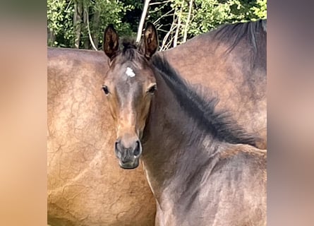 Westfaliano, Giumenta, 2 Anni, Baio scuro