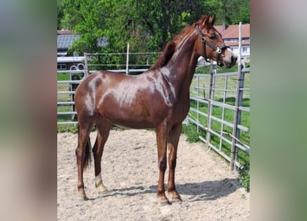 Westfaliano, Giumenta, 2 Anni, Sauro