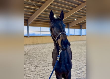 Westfaliano, Giumenta, 3 Anni, 155 cm, Baio scuro