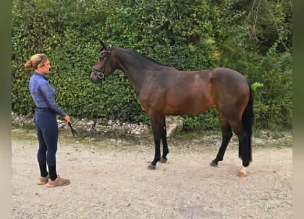 Westfaliano, Giumenta, 3 Anni, 162 cm, Baio scuro