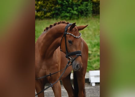 Westfaliano, Giumenta, 3 Anni, 162 cm, Sauro