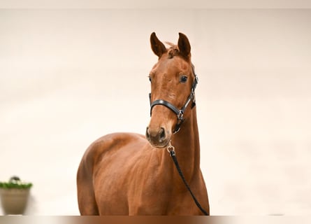 Westfaliano, Giumenta, 3 Anni, 163 cm, Sauro