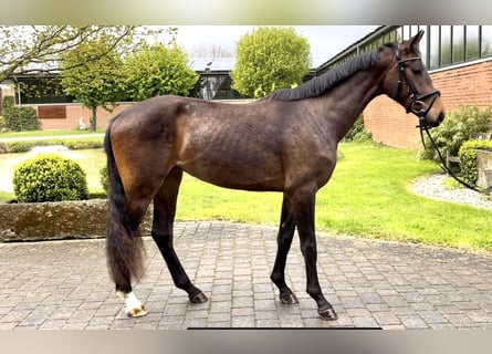 Westfaliano, Giumenta, 3 Anni, 164 cm, Baio