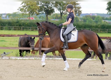 Westfaliano, Giumenta, 3 Anni, 167 cm, Baio